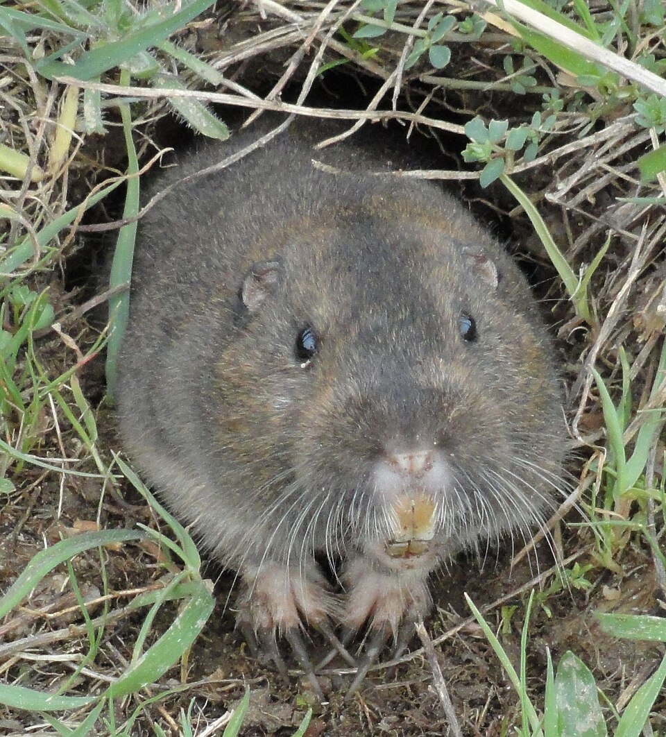 Pocket-Gopher_Ano-Nuevo-SP